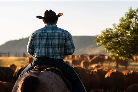 Here are four steps to selling cattle online