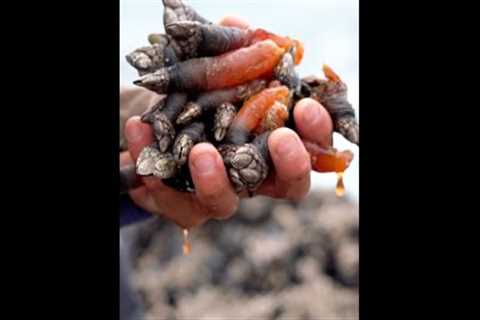 How gooseneck barnacles can be harvested