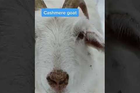 How cashmere is made